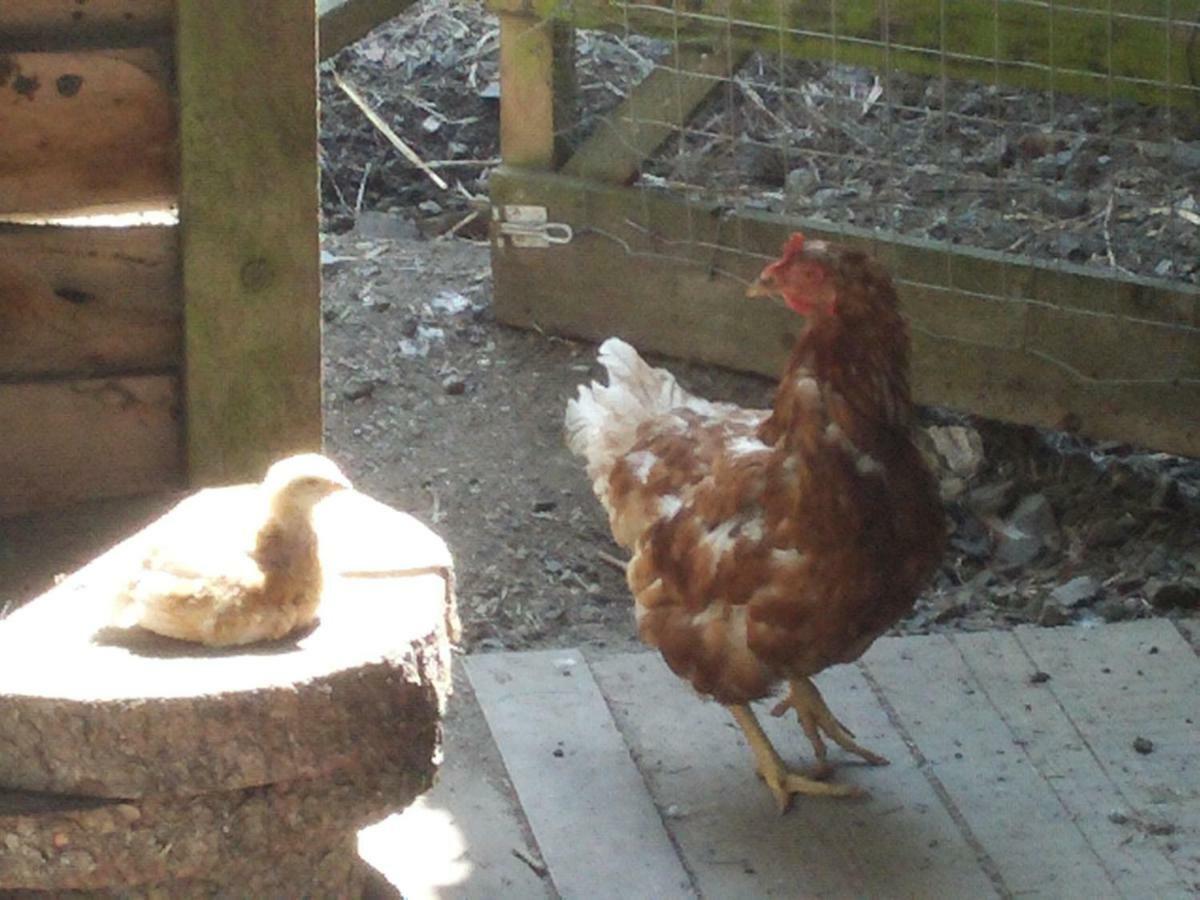 Funny-farm Farm stay
