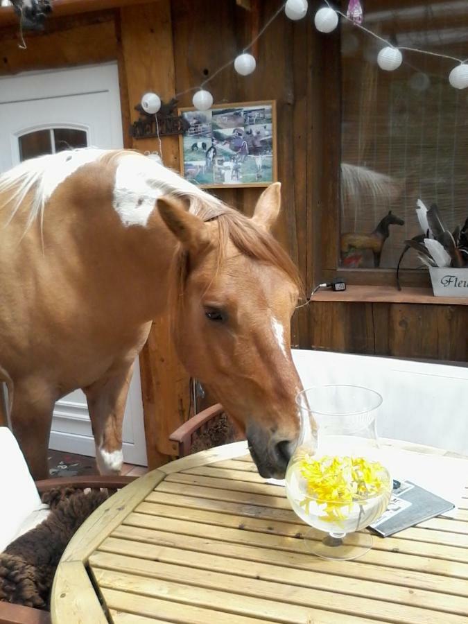 Funny-farm Farm stay