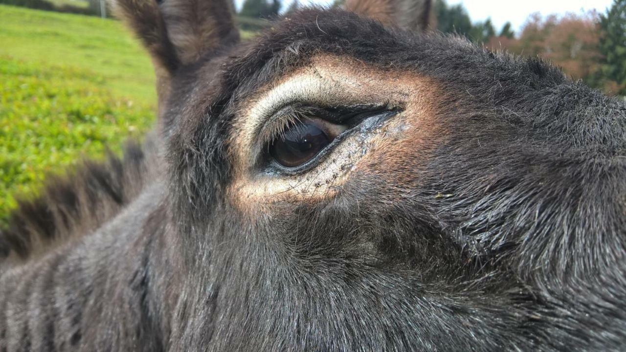 Funny-farm Sassen